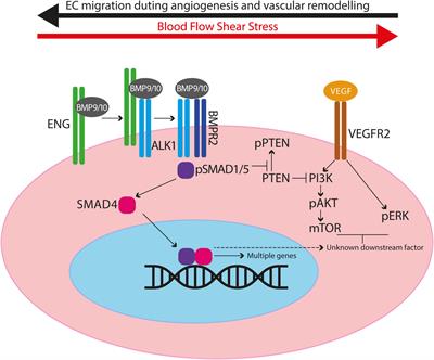 An update on preclinical models of hereditary haemorrhagic telangiectasia: Insights into disease mechanisms